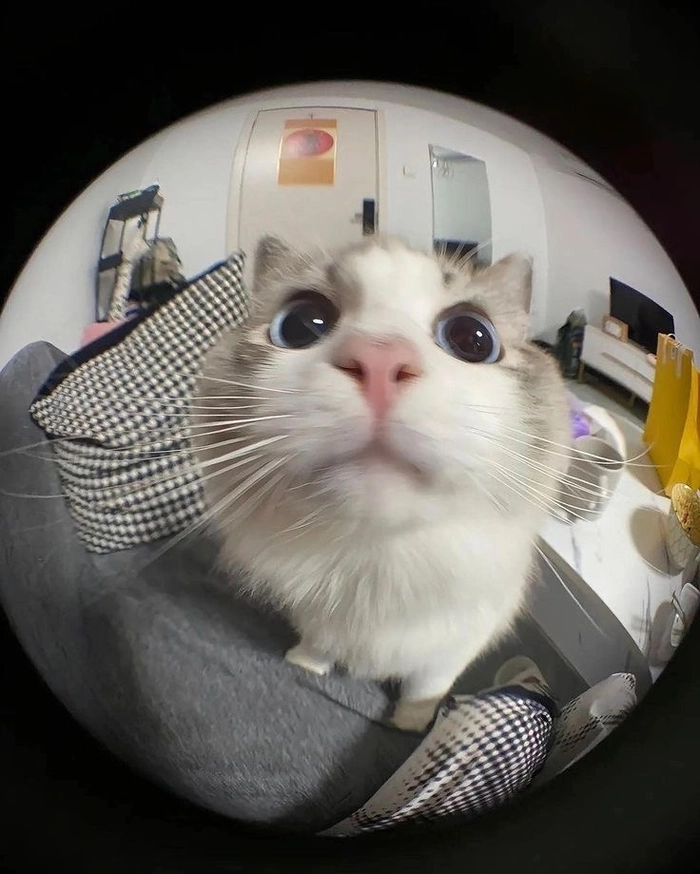 Best funny PFP ideas for Instagram including distorted pets and anime reactions